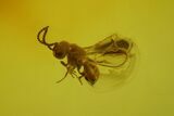 Tiny Fossil Wasp (Hymenoptera) In Baltic Amber #173669-2